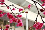 LINE_ALBUM_平昌櫻花祭_250319_20